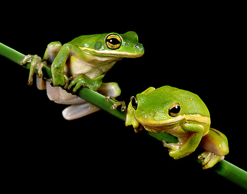 frogsdo0_500 frogsdo0_500