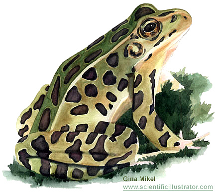leopard-frog leopard-frog